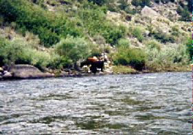 Cows by the riverbank